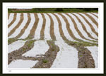 Corn field in the spring with plastic covering the seedlings to keep them warm.