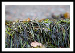 Sea-grass that had washed ashore